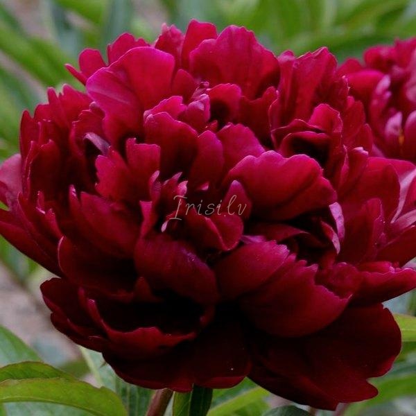 Highlight Peonijas