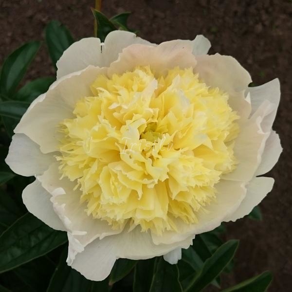 Honey Gold Peonijas