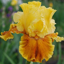 Load image into Gallery viewer, Honey House Risi
