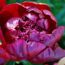 Load image into Gallery viewer, Hot Chocolate Peonijas
