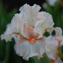 Load image into Gallery viewer, Its A Small World Risi

