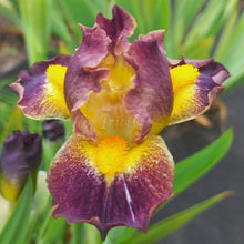 Load image into Gallery viewer, Jolly Risi
