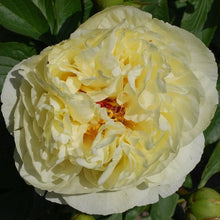 Load image into Gallery viewer, Lemon Chiffon Peonijas
