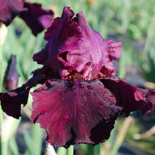 Load image into Gallery viewer, Lenten Prayer Risi
