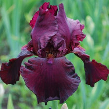 Load image into Gallery viewer, Lenten Prayer Risi
