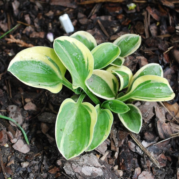 Lucky Mouse Hosta