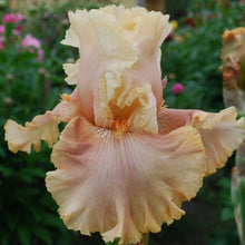 Load image into Gallery viewer, Maries Love Risi
