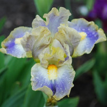 Load image into Gallery viewer, My Cher Risi
