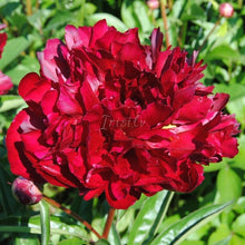 Load image into Gallery viewer, Nothung Peonijas

