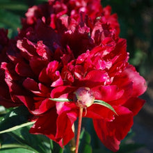 Load image into Gallery viewer, Nothung Peonijas
