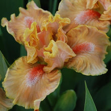 Load image into Gallery viewer, Orange Obsession Risi
