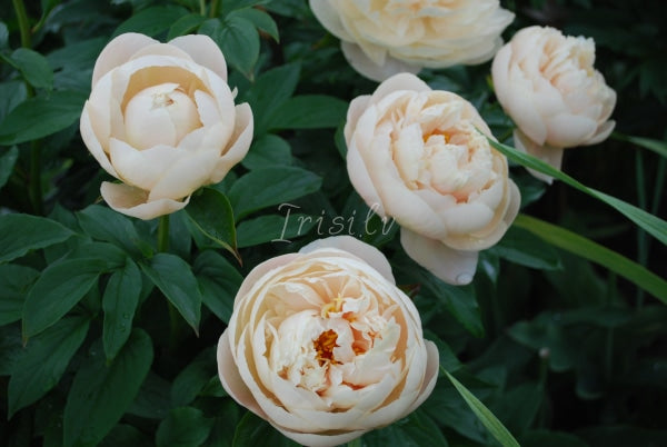 PASTELEGANCE – Irisi.lv PASTELEGANCE – Irisi.lv