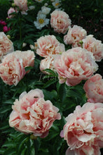Load image into Gallery viewer, Pastelorama Peonijas
