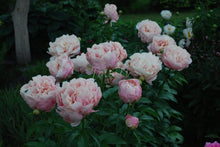 Load image into Gallery viewer, Pastelorama Peonijas
