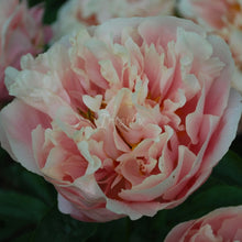 Load image into Gallery viewer, Pastelorama Peonijas
