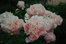 Load image into Gallery viewer, Pastelorama Peonijas
