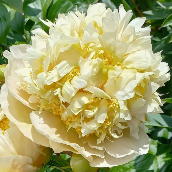 Quitzin Peonijas