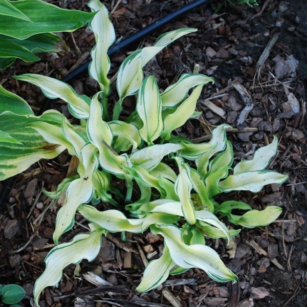 Ripple Effect Hosta