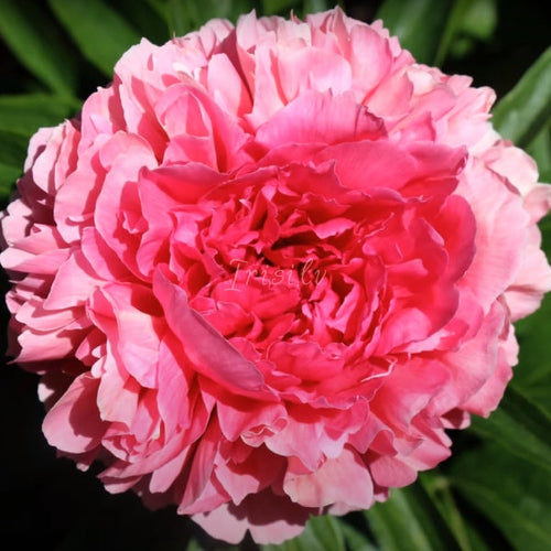 Rose Heart Peonijas