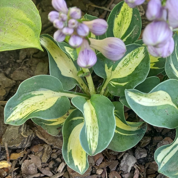 Snow Mouse Hosta