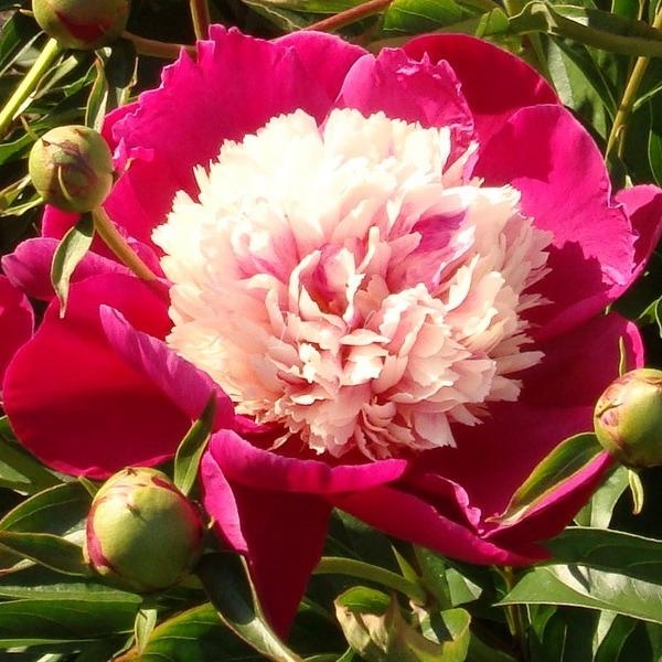 White Cap Peonijas