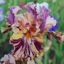 Load image into Gallery viewer, Wild Streak Risi
