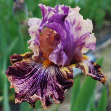 Load image into Gallery viewer, Wild Streak Risi
