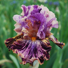 Load image into Gallery viewer, Wild Streak Risi
